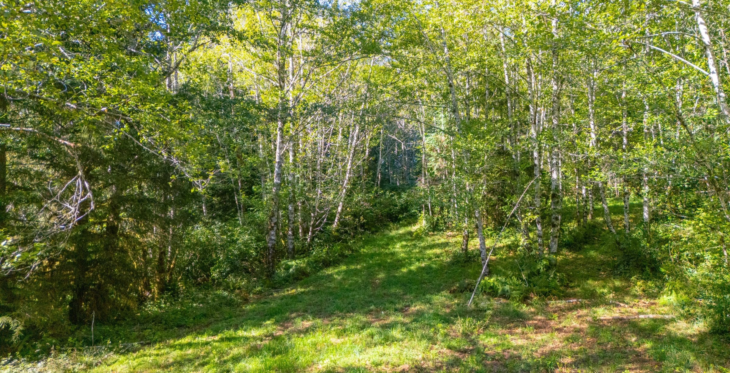 Photo 19 of Sitka Woodland, 35.37 acres, Lincoln County, Oregon