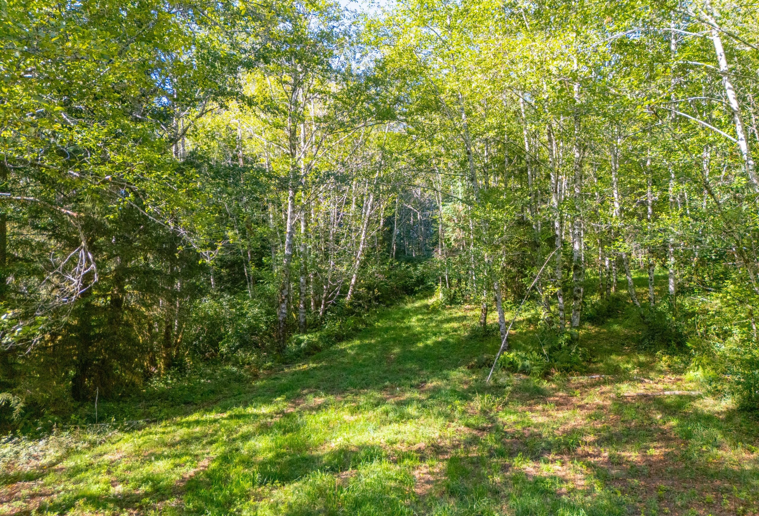 Photo 19 of Sitka Woodland, 35.37 acres, Lincoln County, Oregon