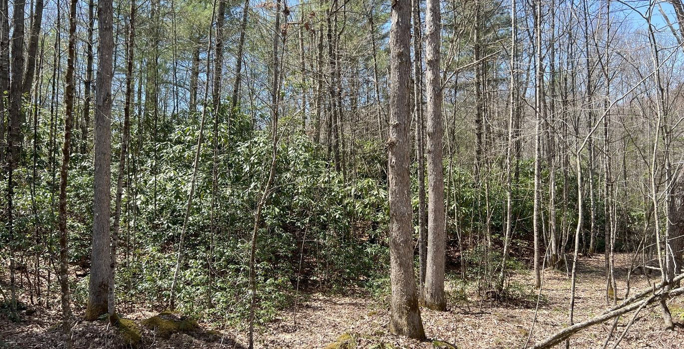 164 Timber Stand 14