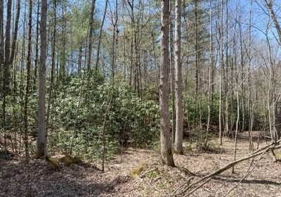 164 Timber Stand 14