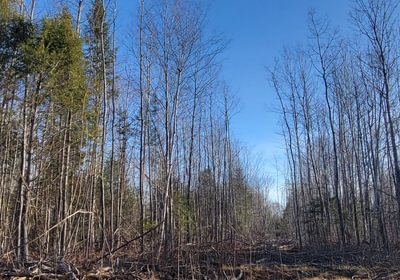 166 trees2