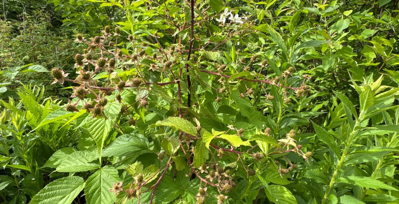 168 raspberry bushes