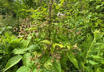 168 raspberry bushes