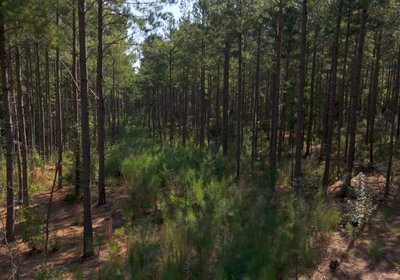 169 Cabin Creek Photo 8