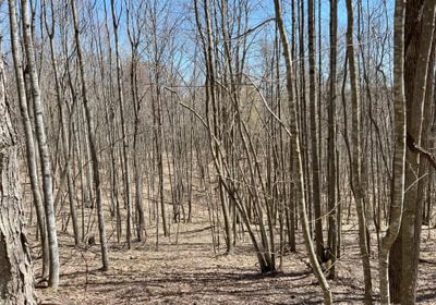 16 Timber Stand 9