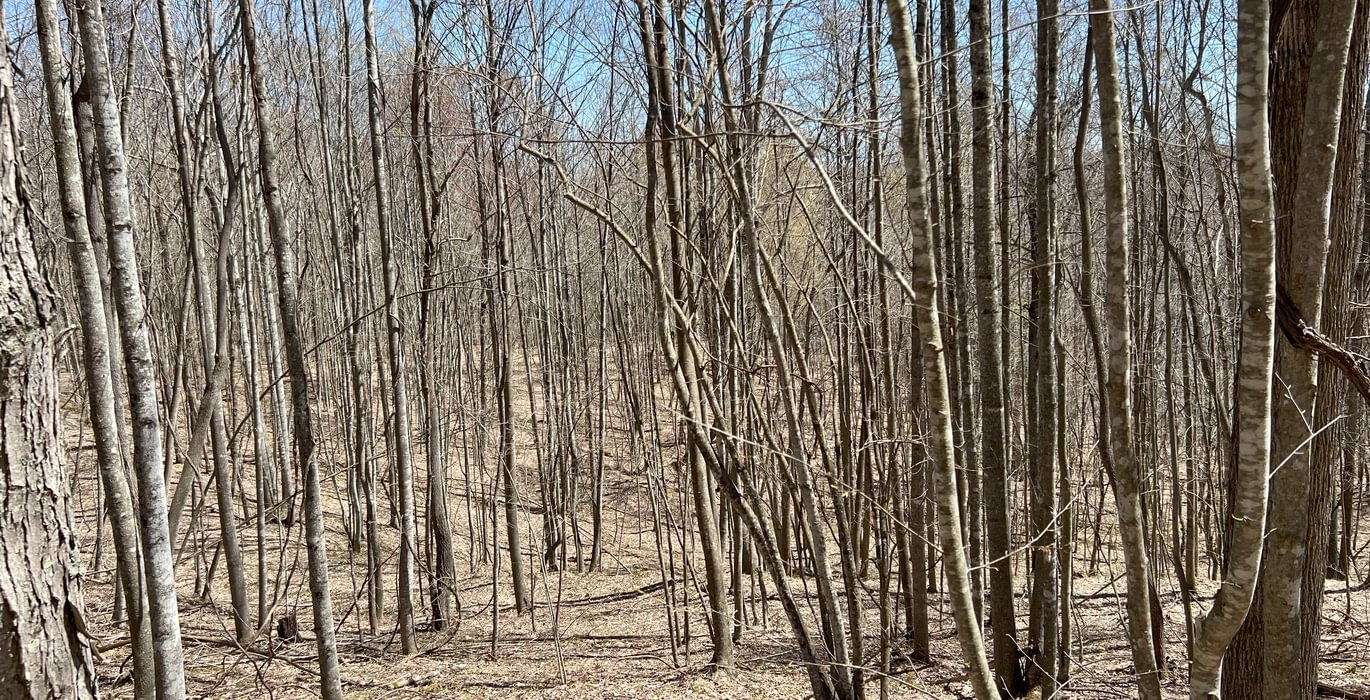 16 Timber Stand 9