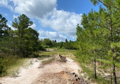 174 gum springs 17