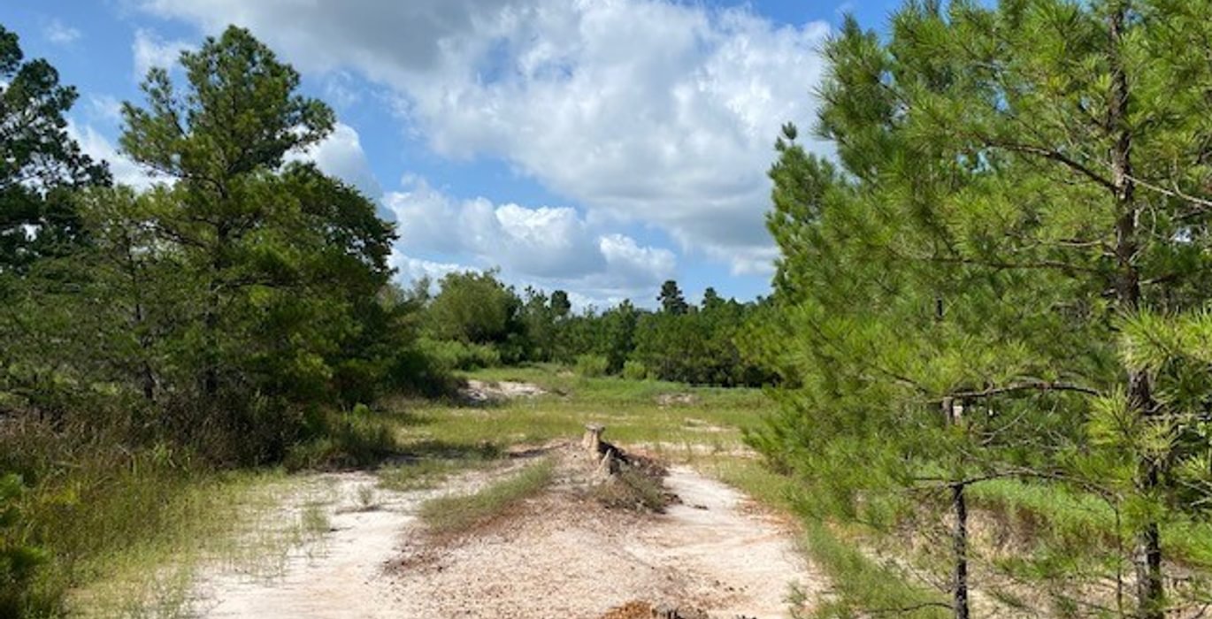 174 gum springs 17