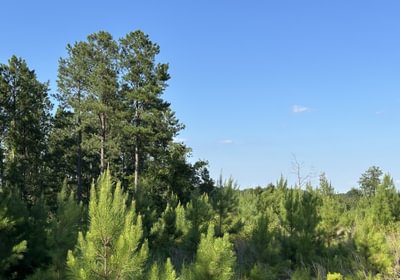 176 IMG 60031