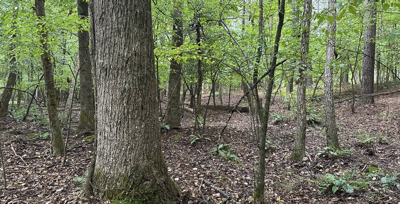 178 IMG 7182