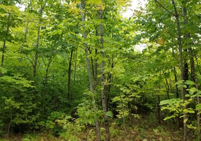 180 Land view 2