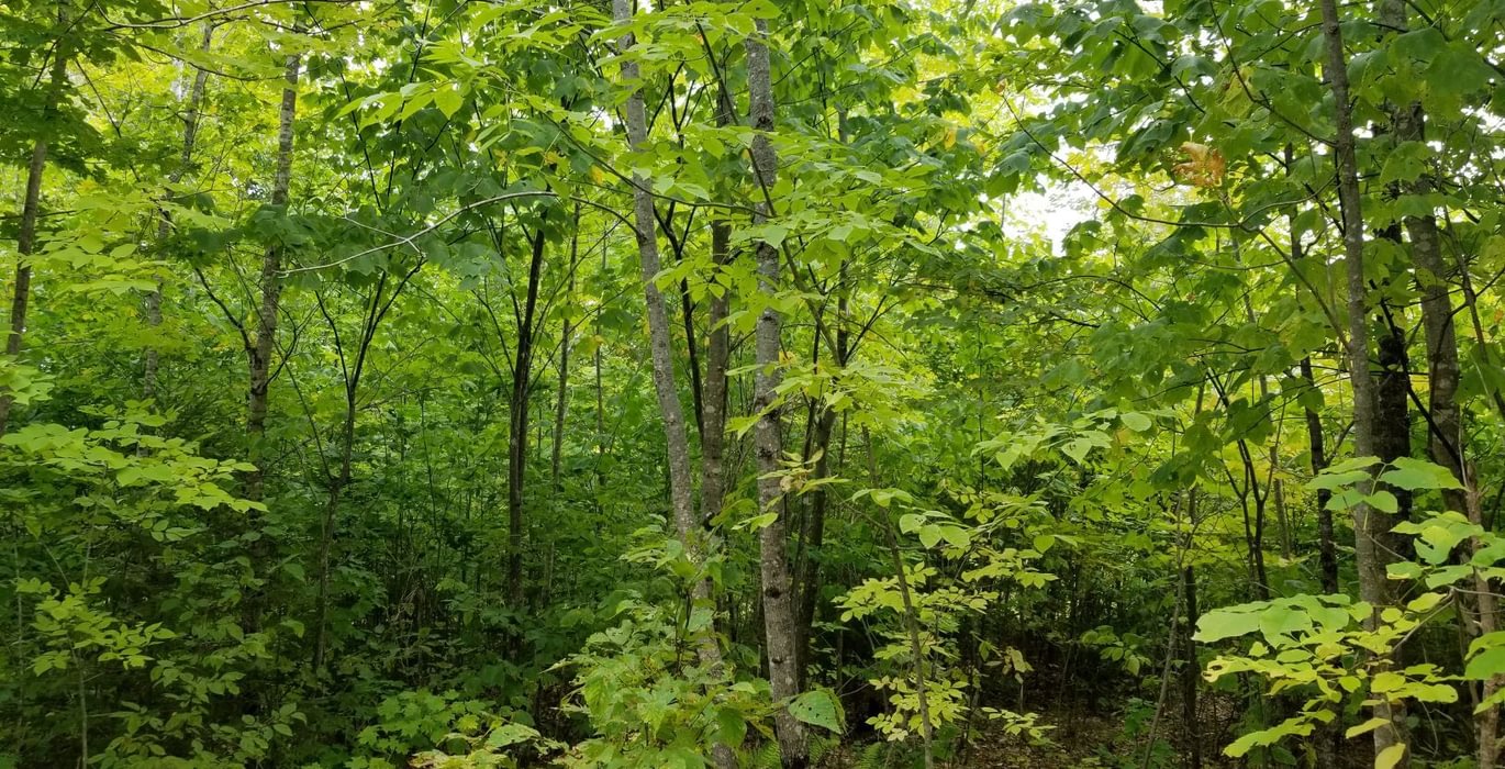 180 Land view 2
