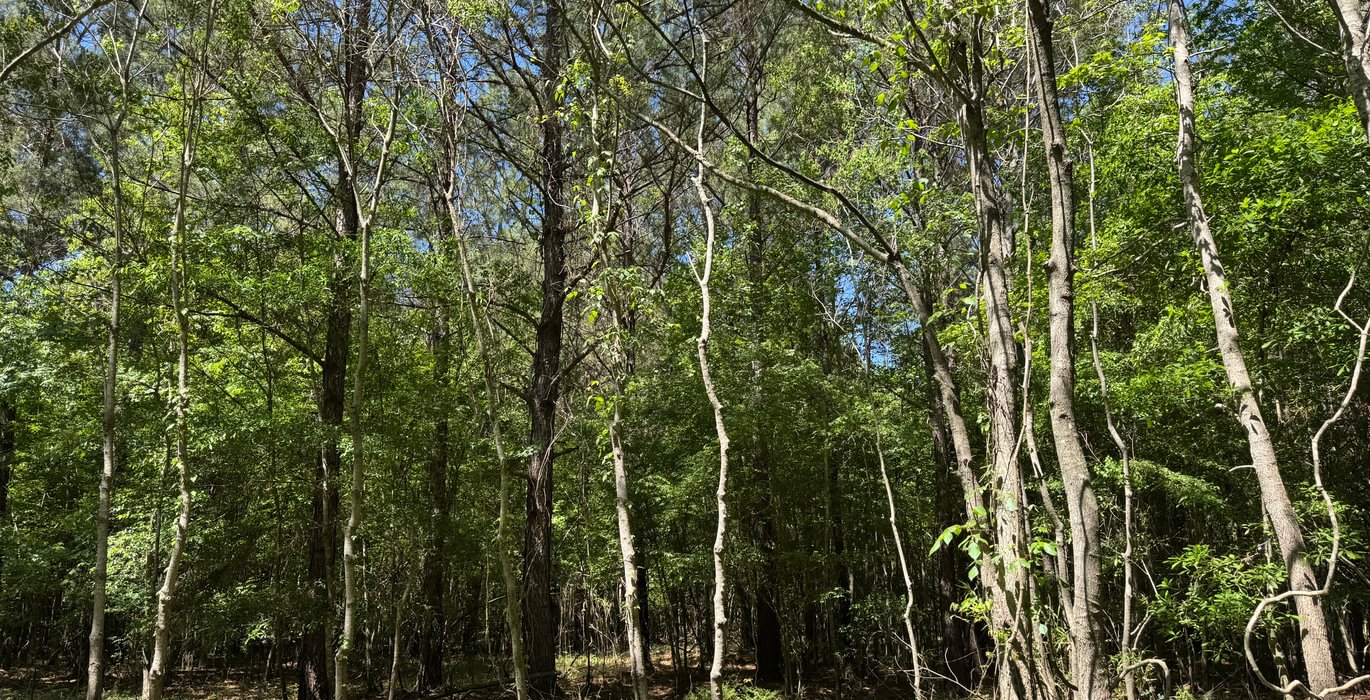 181 IMG 7268