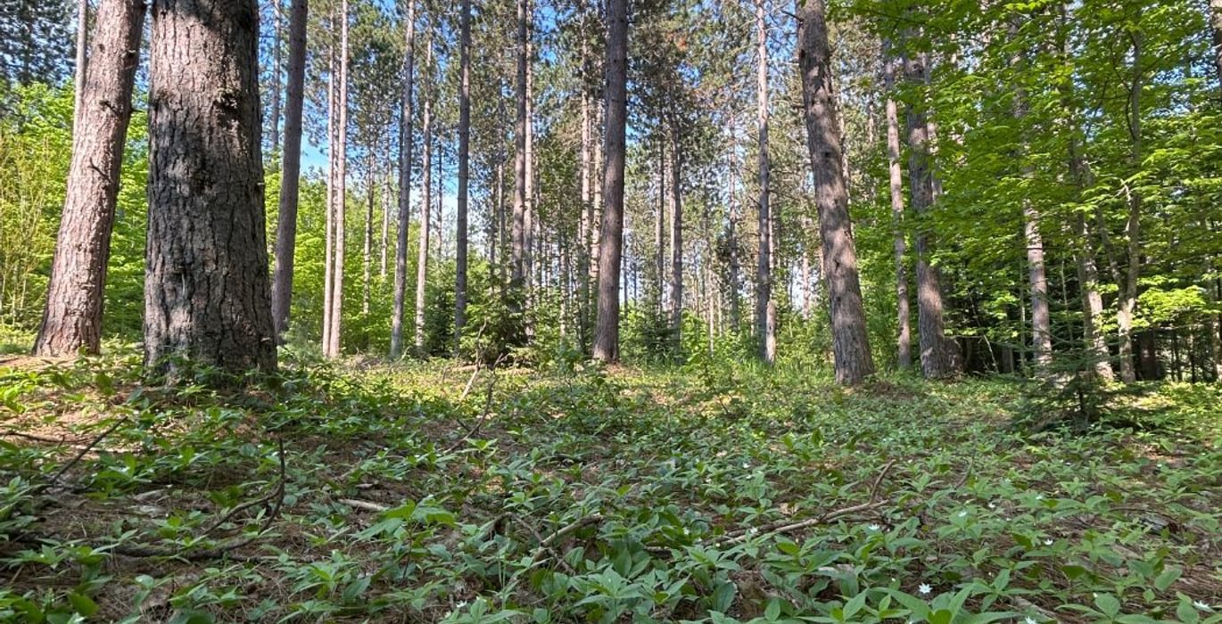 182 IMG 2735