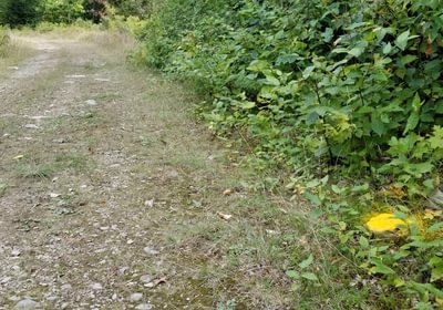 182 Southwest Prop corner yellow rock along Beaver Lane 2