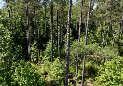 184 Horton Tract Photo 12