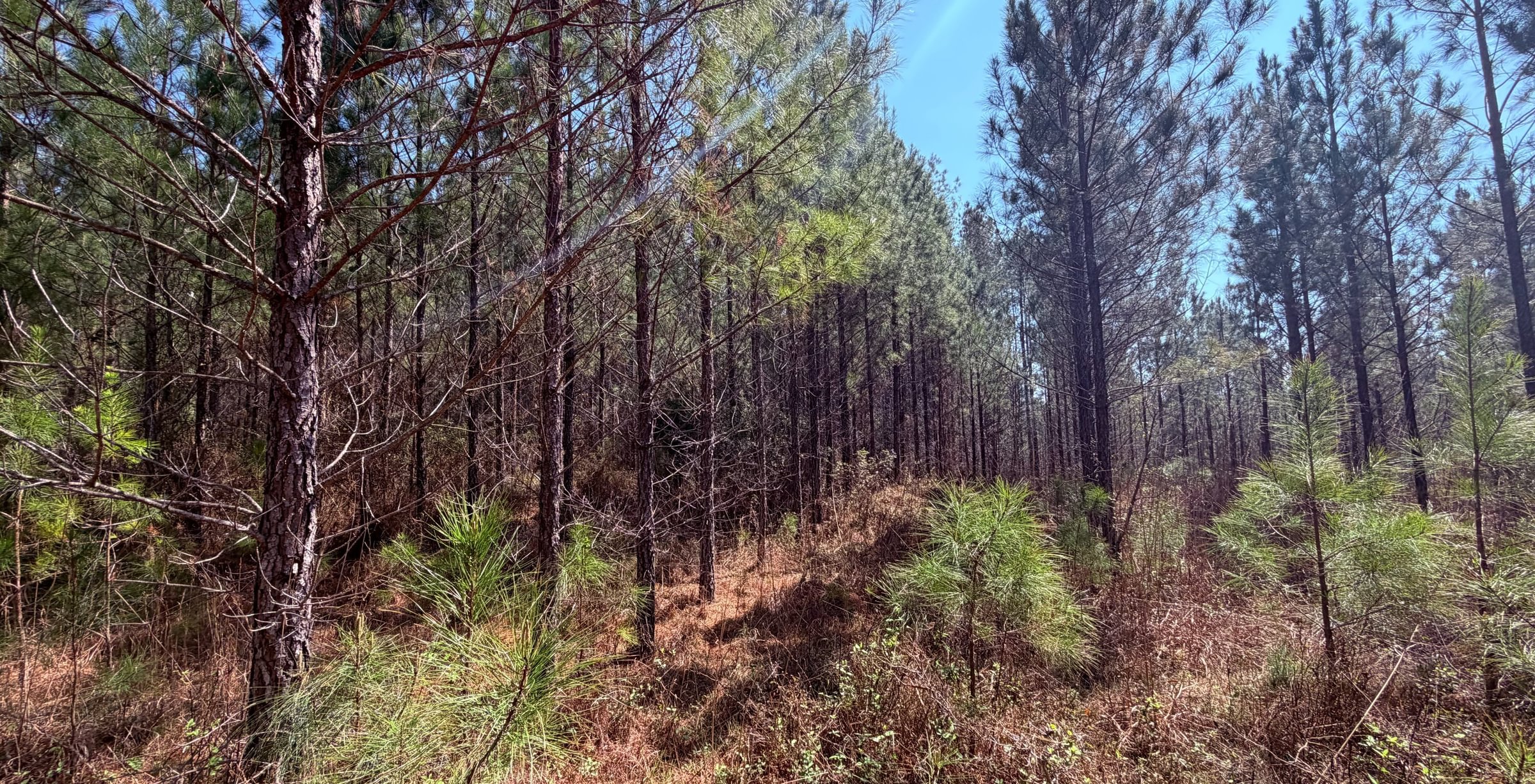 Photo 13 of Fort Creek Timberlands, 221 acres, Hancock County, Georgia