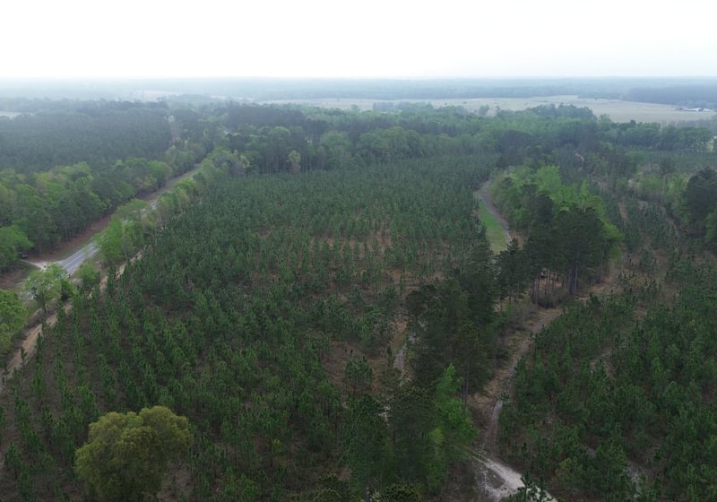 Photo 8 of Old Poor Robin Sportsman Tract 2, 24.6 acres, Screven County, Georgia