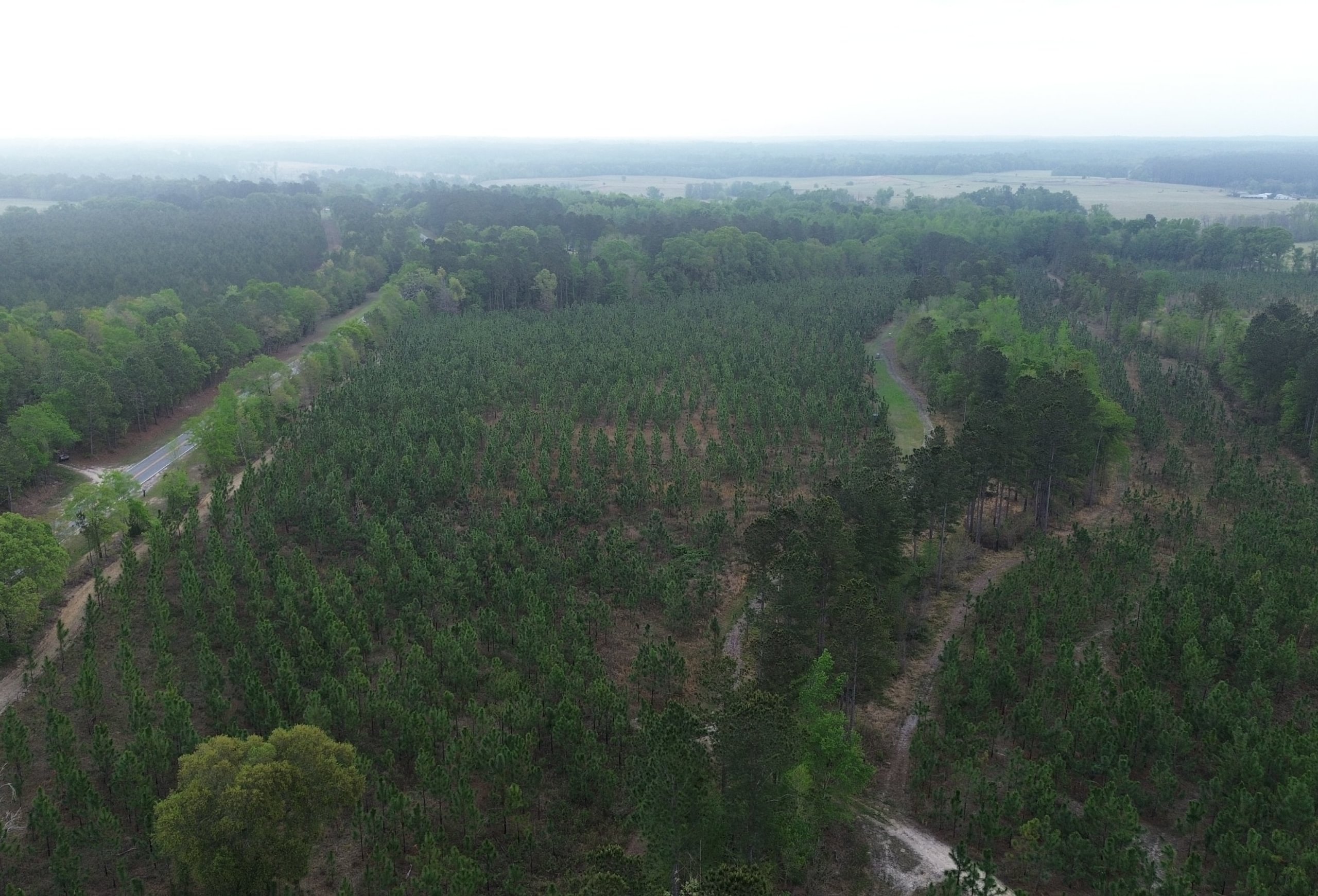 Photo 8 of Old Poor Robin Sportsman Tract 2, 24.6 acres, Screven County, Georgia