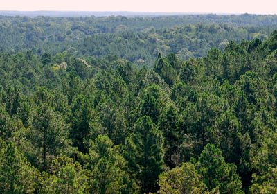 190 Enoree Creek Photo 16