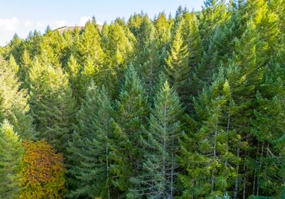193 trees 1