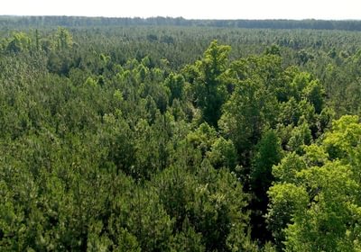 194 Longleaf Mecca Photo 14