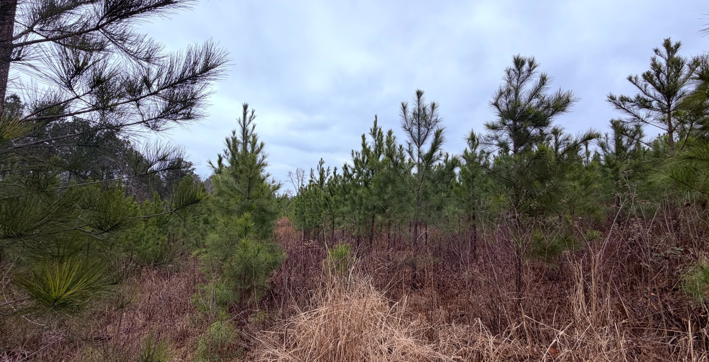 Photo 16 of Chickasaw Pines at Lake Sinclair, 131 acres, Hancock County, Georgia