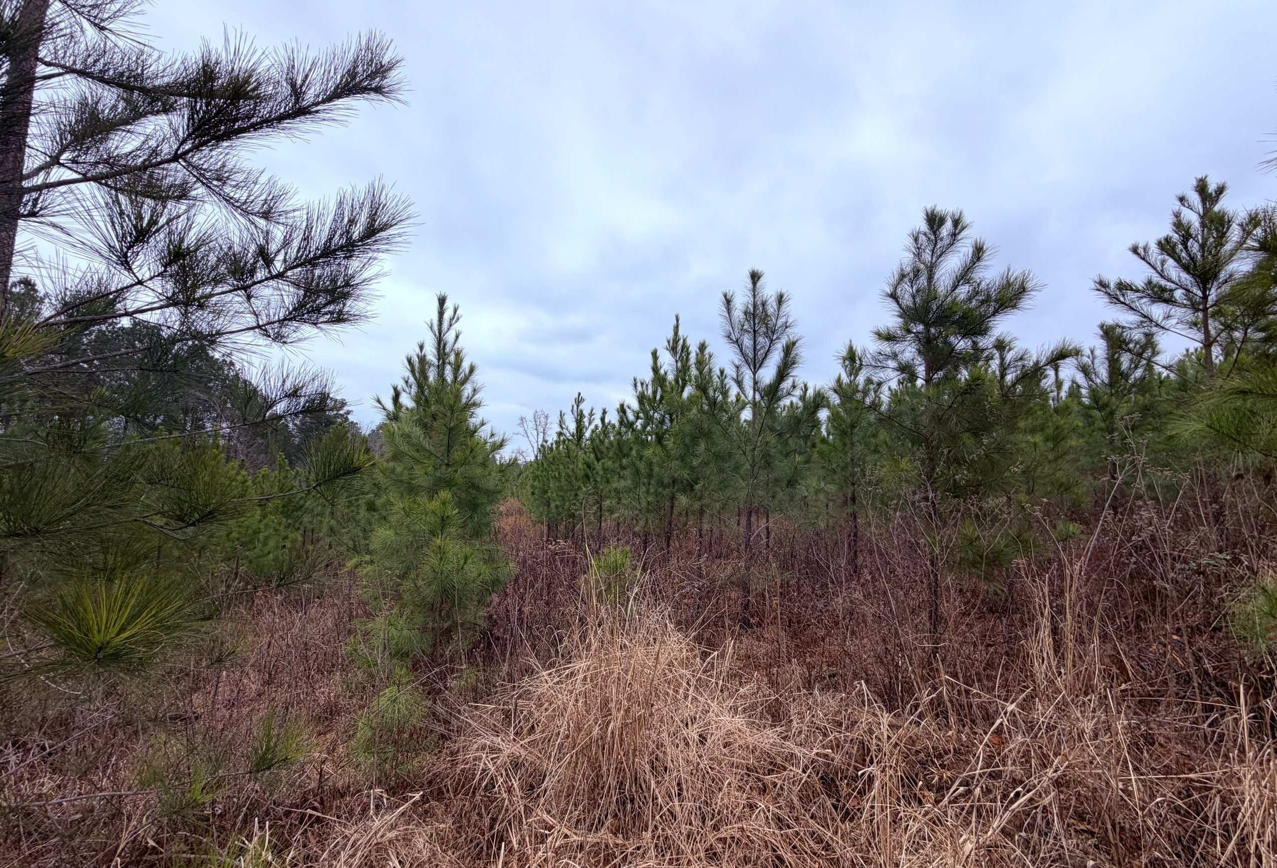 Photo 16 of Chickasaw Pines at Lake Sinclair, 131 acres, Hancock County, Georgia