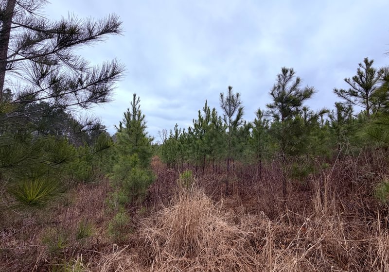 Photo 16 of Chickasaw Pines at Lake Sinclair, 131 acres, Hancock County, Georgia