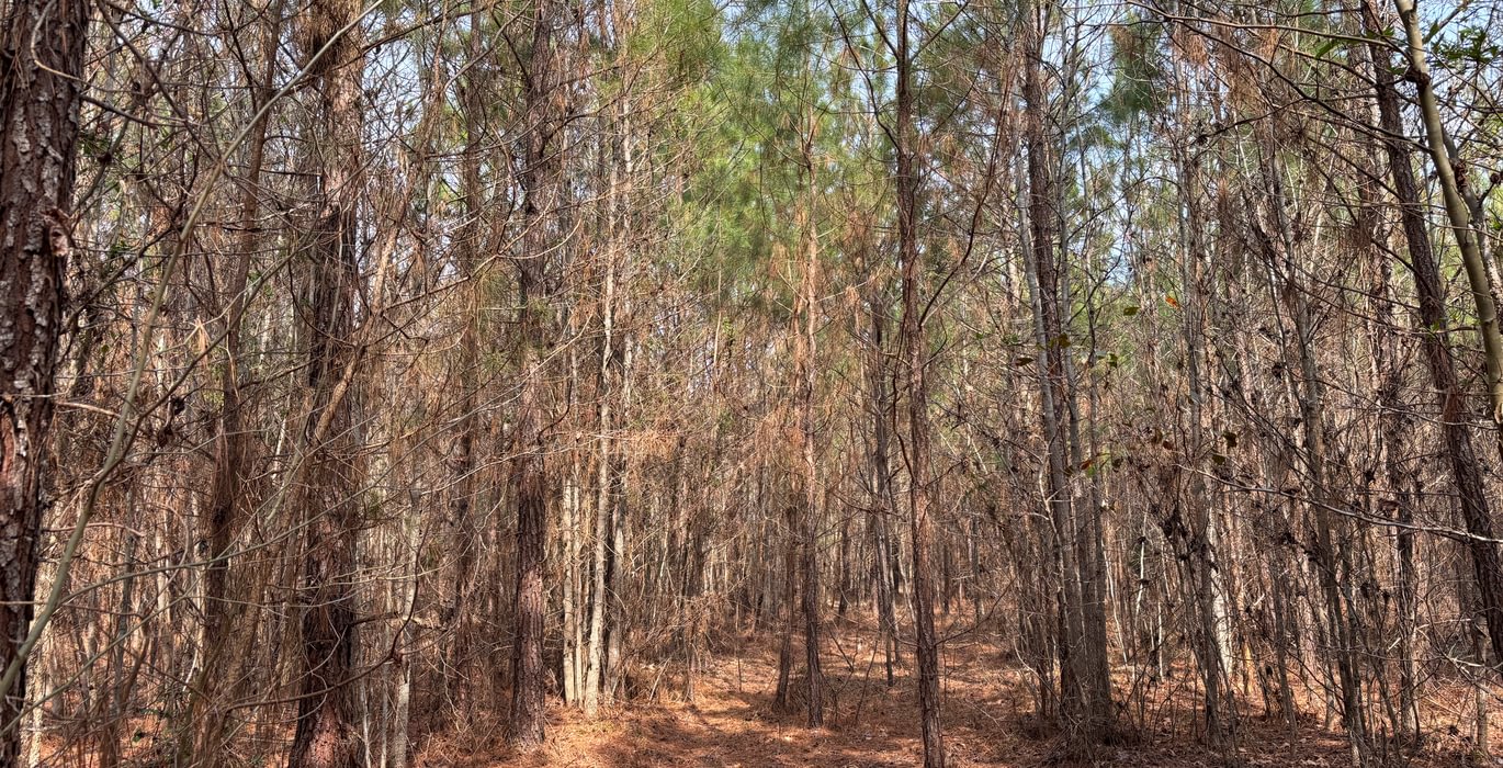 195 IMG 4756