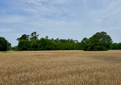 195 IMG 7524