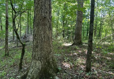 196 IMG 1253