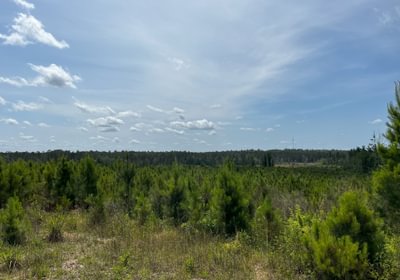 2022 planted loblolly pines