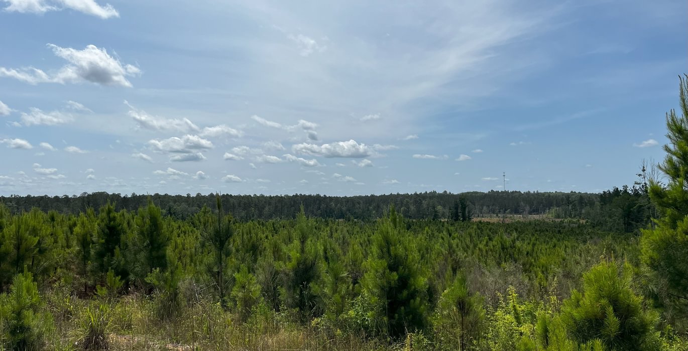 2022 planted loblolly pines