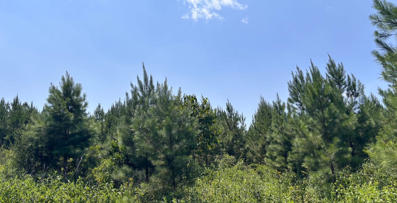 209 IMG 7337