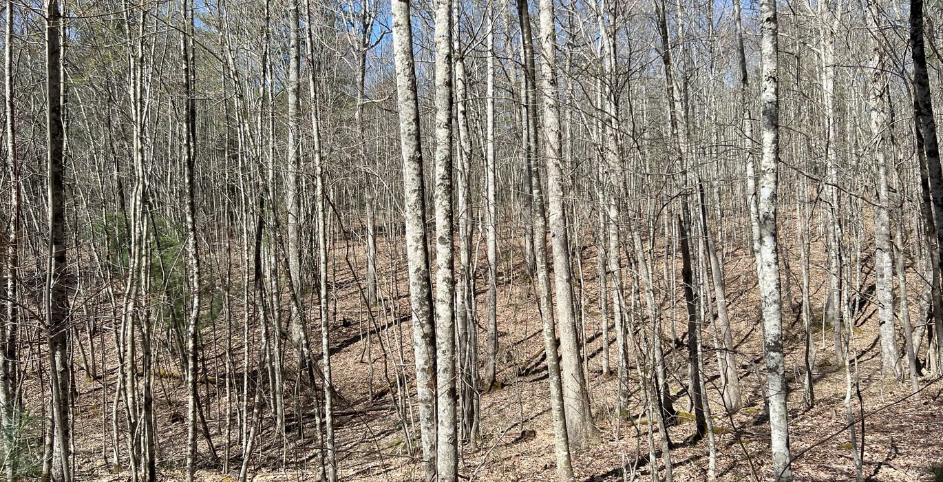 210 Timber Stand