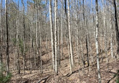 210 Timber Stand