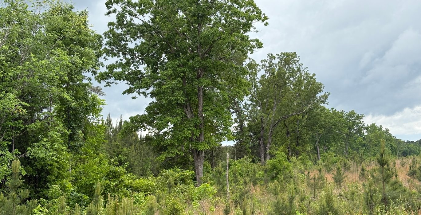 212 IMG 1418