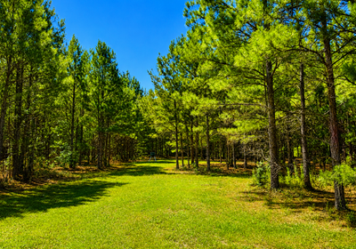 213 pines
