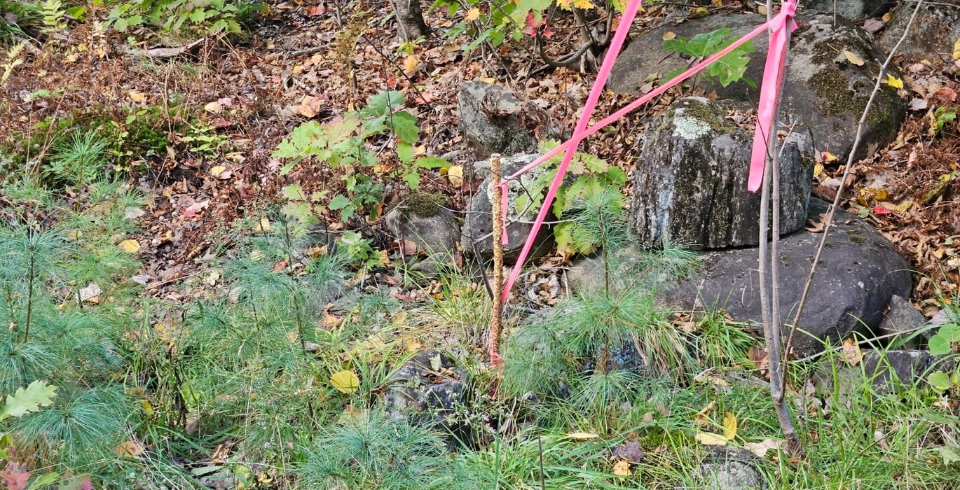 223 Boundary corner along S Clary Rd