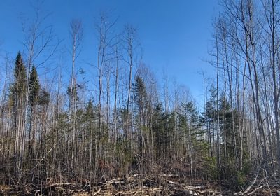 224 trees