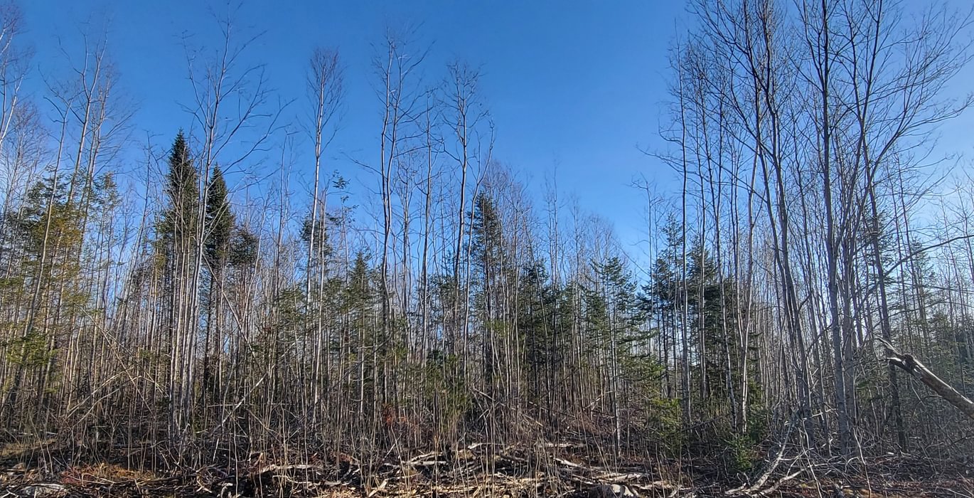 224 trees