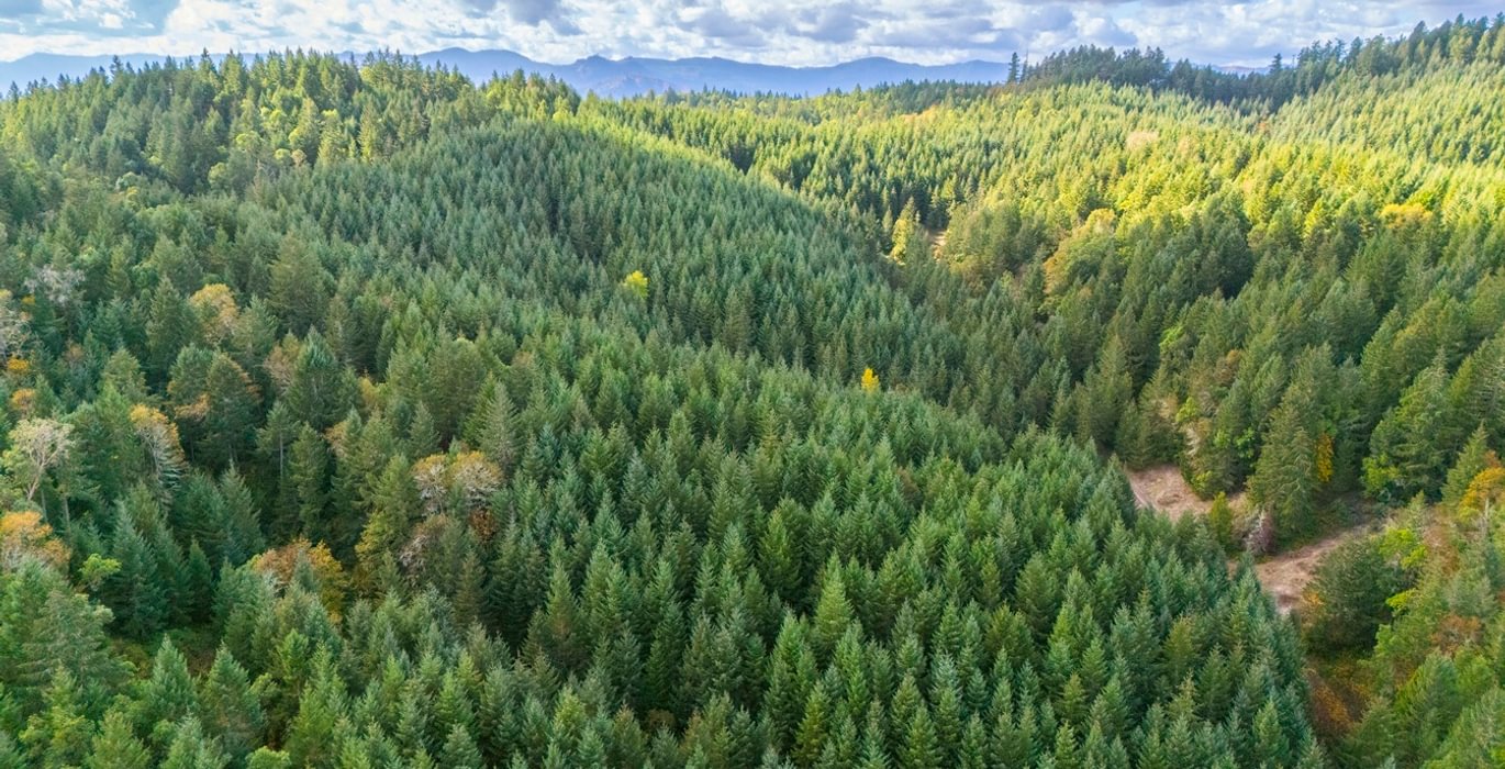 225 trees 6