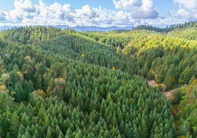 225 trees 6
