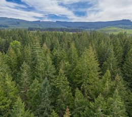 226 trees Mid 5
