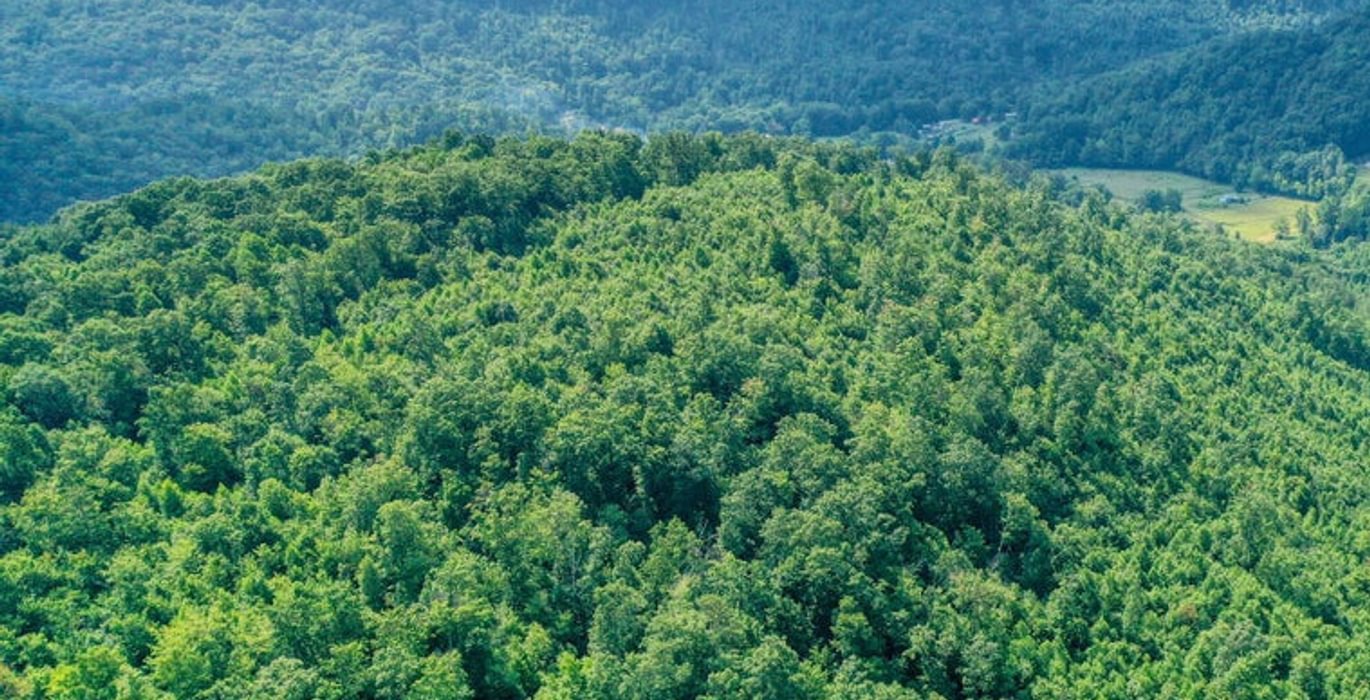 231 Dutch Ln Summer 1