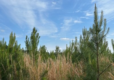 237 IMG 0775