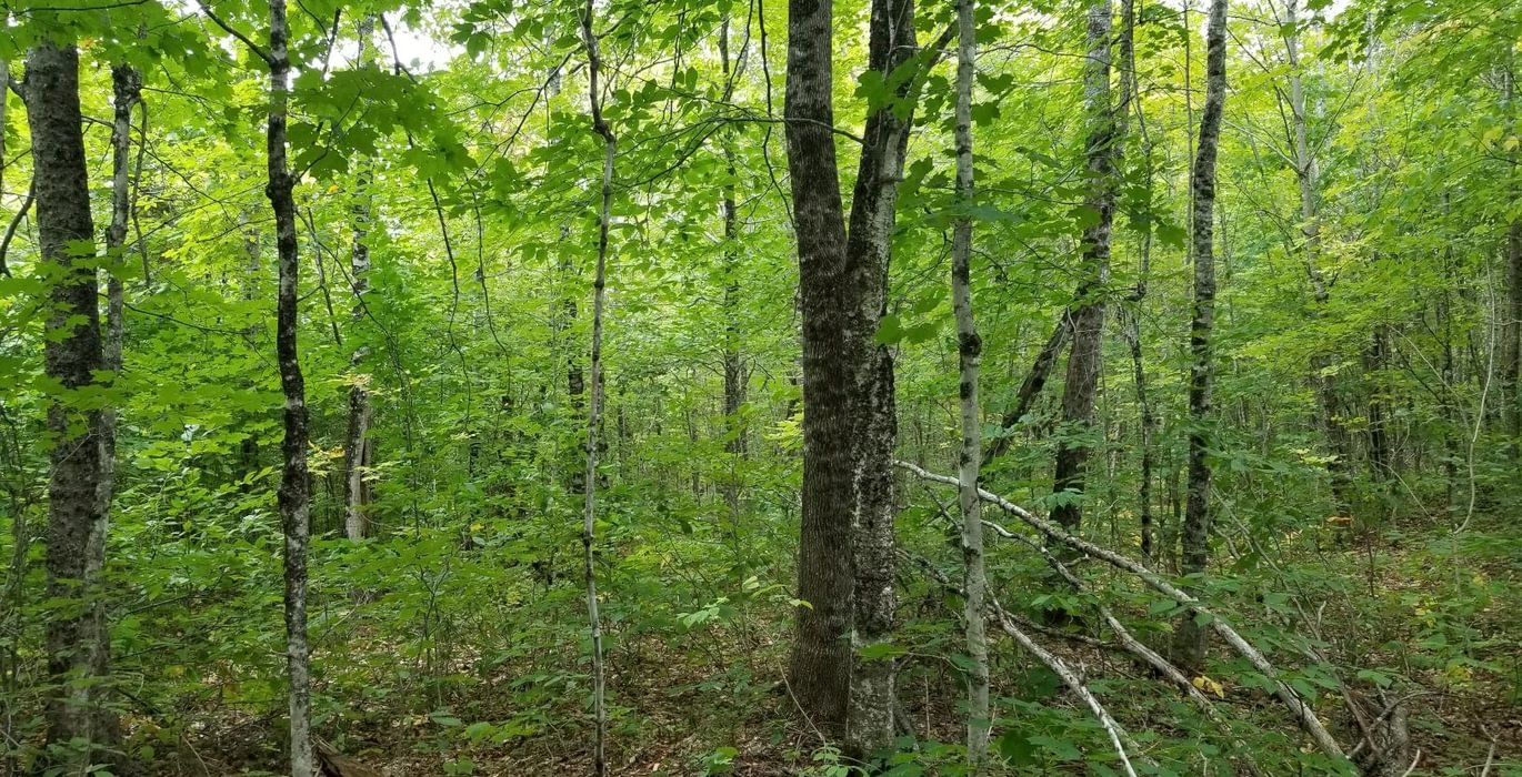 237 Land view 4