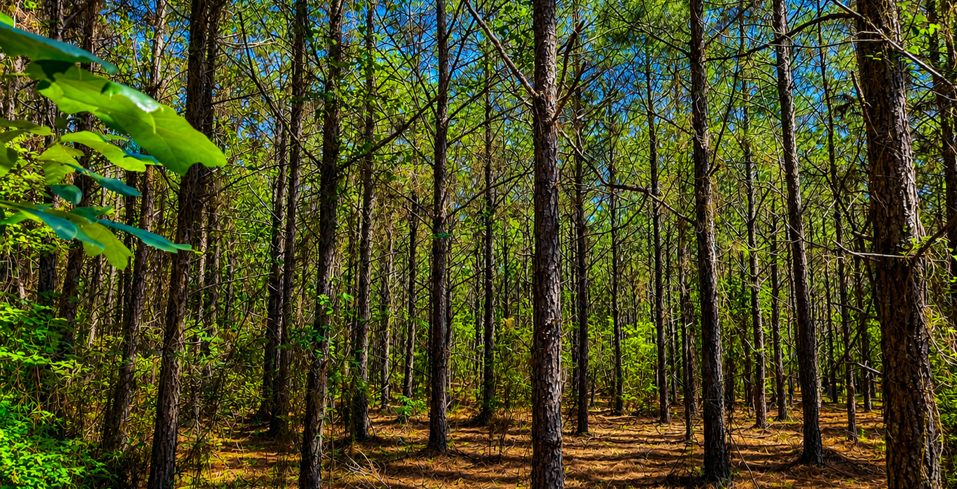 237 Pine trees