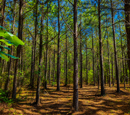 237 Pine trees